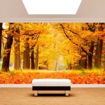 Photo wall murals trees autumn