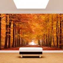 Photo wall murals road and trees autumn