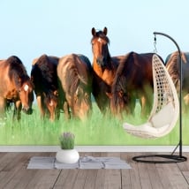 Vinyl photo murals horses in the field
