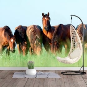 Vinyl photo murals horses in the field