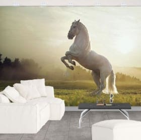 Wall murals vinyl white horse