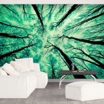 Wall murals forest trees