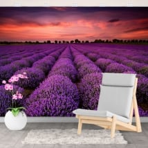 Vinyl wall murals sunset in the lavender field